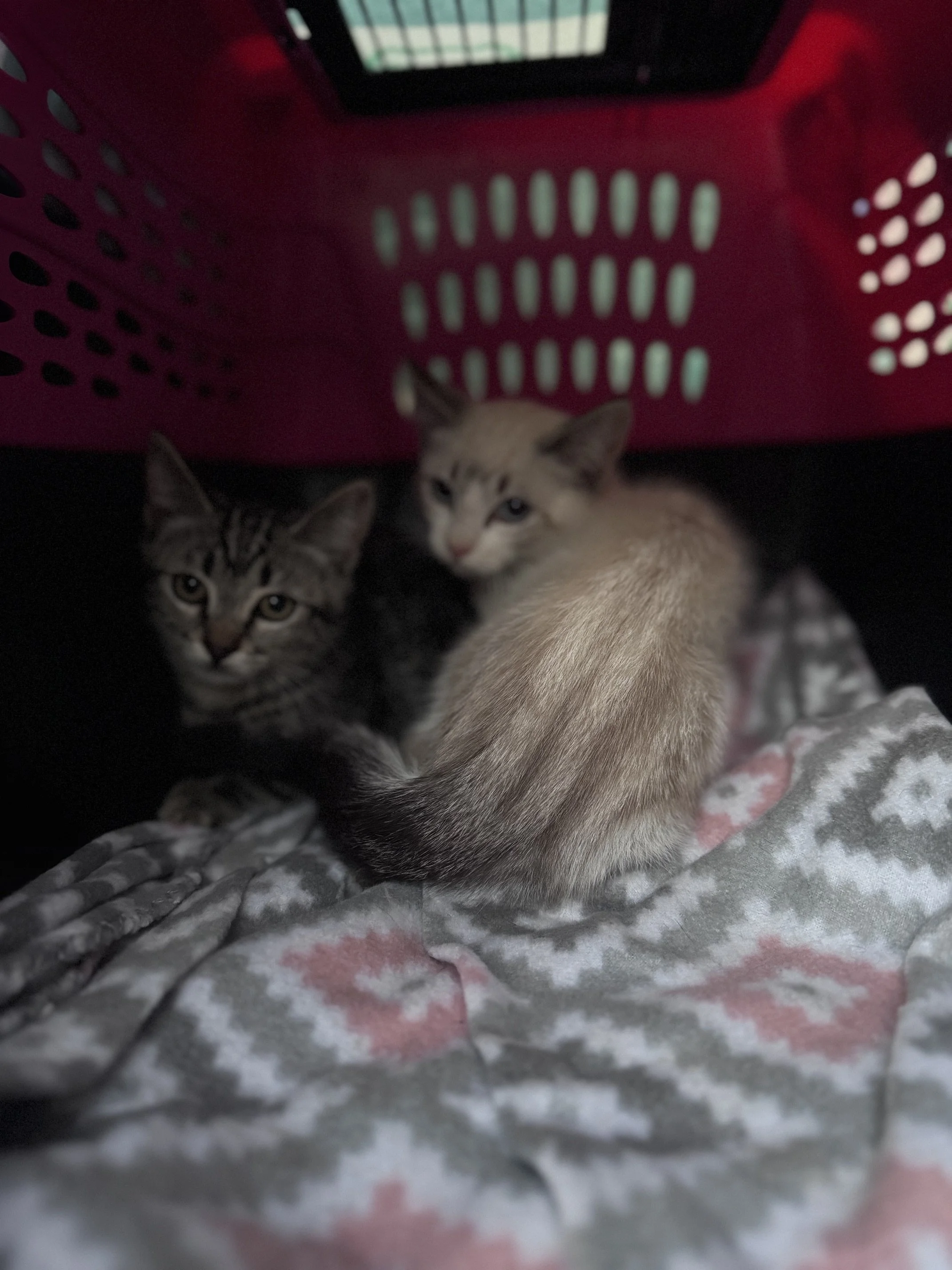 Glacier #3 (M) - Shorthair Lynx Point w/ White - Est. DOB 4/25/26 - In Foster - Available July 31st - Needs Socialization 