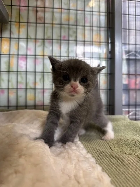 Lupine (M) - Sunflower's Kitten #4 - Shorthair Grey & White - EST DOB 3/2/26 - At the Anderson Valley Farm Supply - Available May 9th