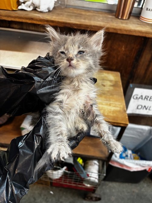 ~IN QUARANTINE~ (F) - 5 Week Old Longhair Grey Tabby - Availability N/A