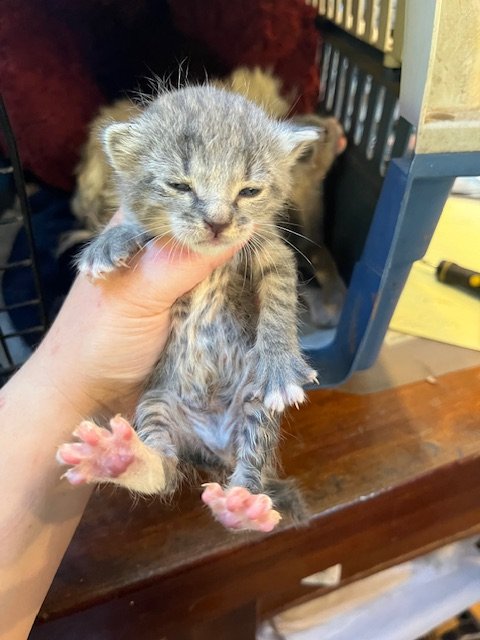 Chicken Coop #2 (F) - Shorthair Grey Tabby & White - Est DOB 4/30/26 - In Foster - Availability N/A