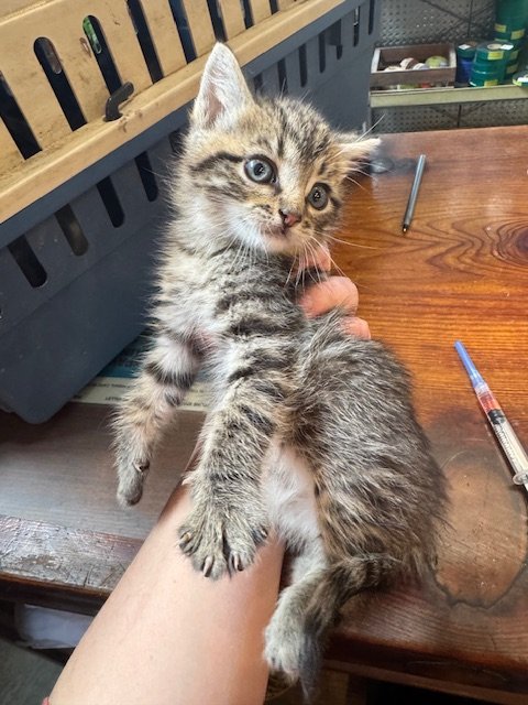 Robin (M) - Tabby Town Litter #2 - Brown Tabby - Est DOB 4/15/26 - In Foster - Tentatively Available June 25th