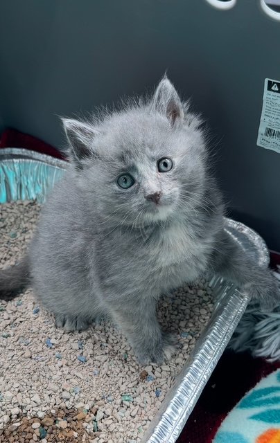 **SINGLETON/RAISED W/RAVIOLI'S LITTER** Josie (F) - 7 Week Old Dilute Tortie - In Foster/Sometimes at the Anderson Valley Farm Supply - Available May 29th