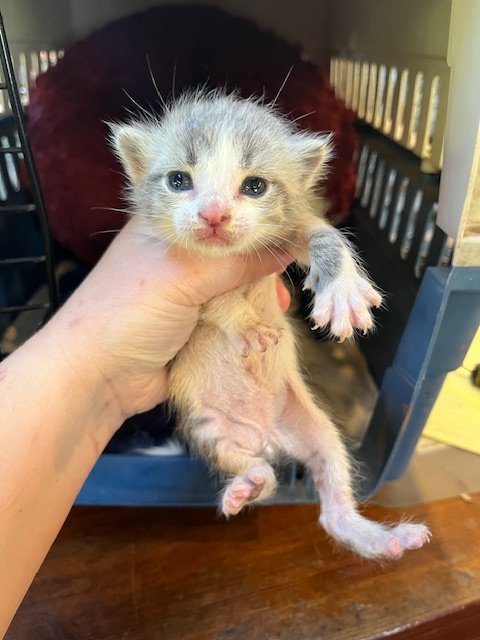 Chicken Coop #3 (M) - Shorthair Grey Tabby & White - Est DOB 4/30/26 - In Foster - Availability N/A