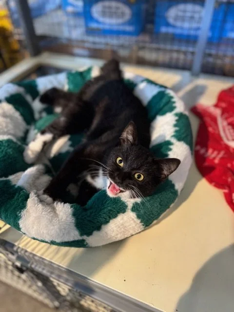 Noel (F) - 4 Month Old Shorthair Tuxedo - At the Anderson Valley Farm Supply - Available NOW