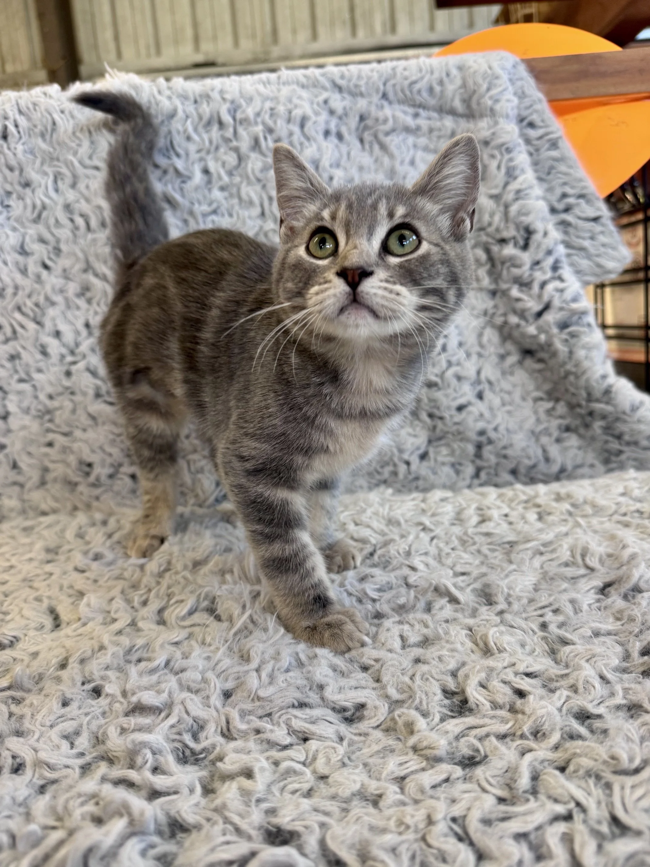 Susie (F) - Shorthair Grey Tabby - Est DOB 5/1/26 - At the Anderson Valley Farm Supply - Available NOW