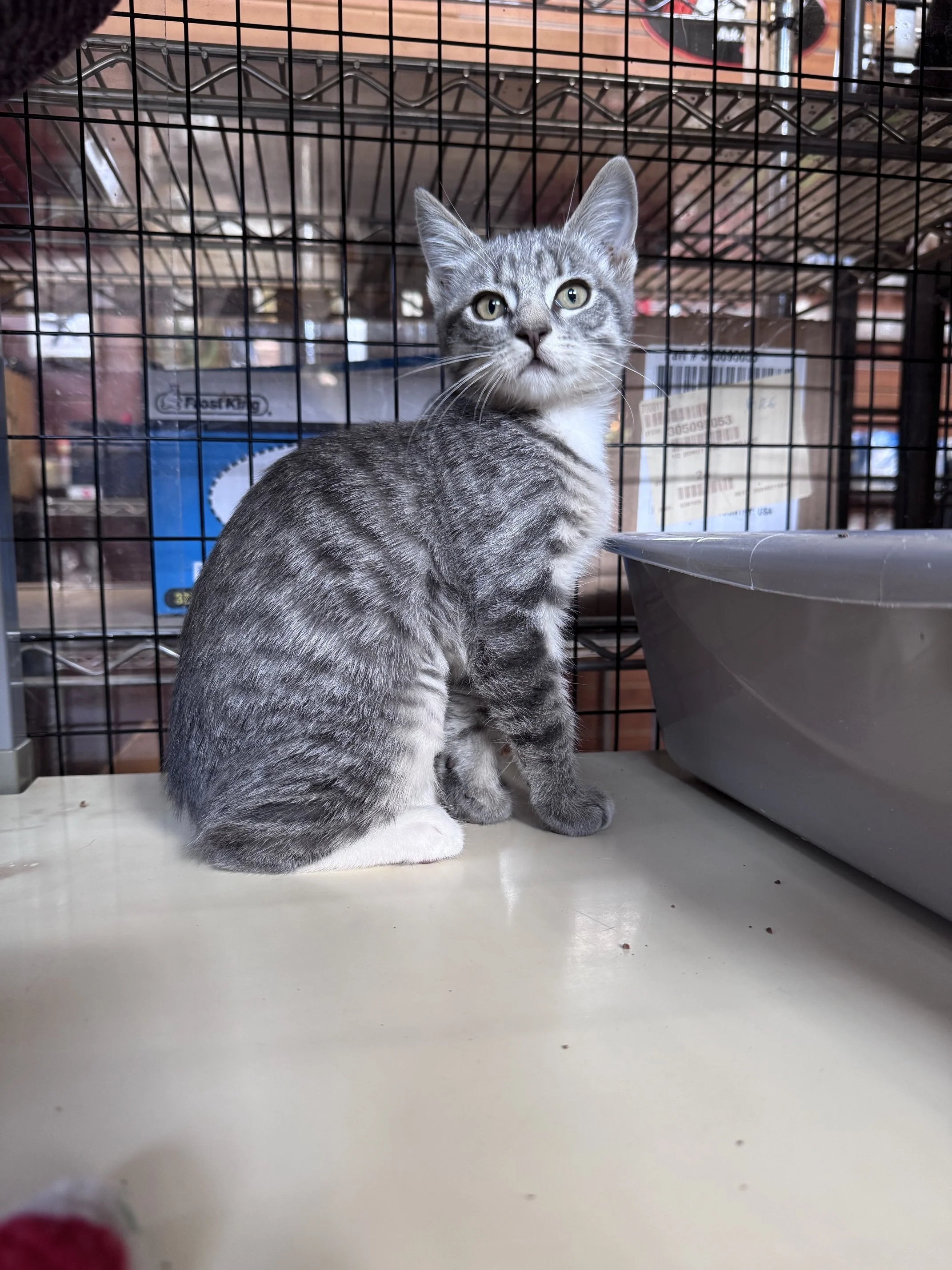 Twizzle (F) - Shorthair Grey Tabby & White - Est DOB 4/30/26 - At DogGonit in Cloverdale - Available NOW