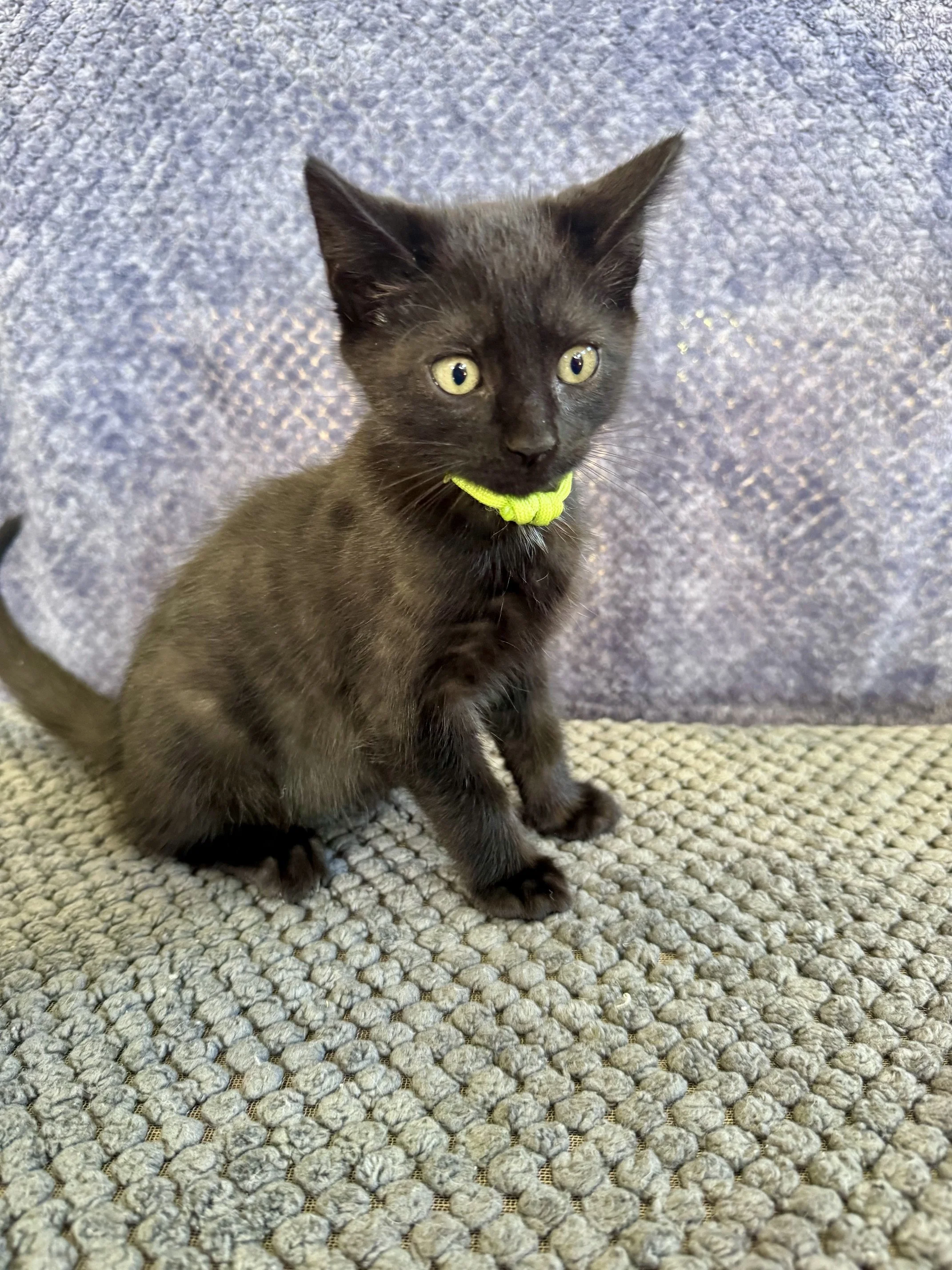 Hunter (M) - Shorthair Black - Est DOB 7/15/26 - At the Anderson Valley Farm Supply - Available NOW