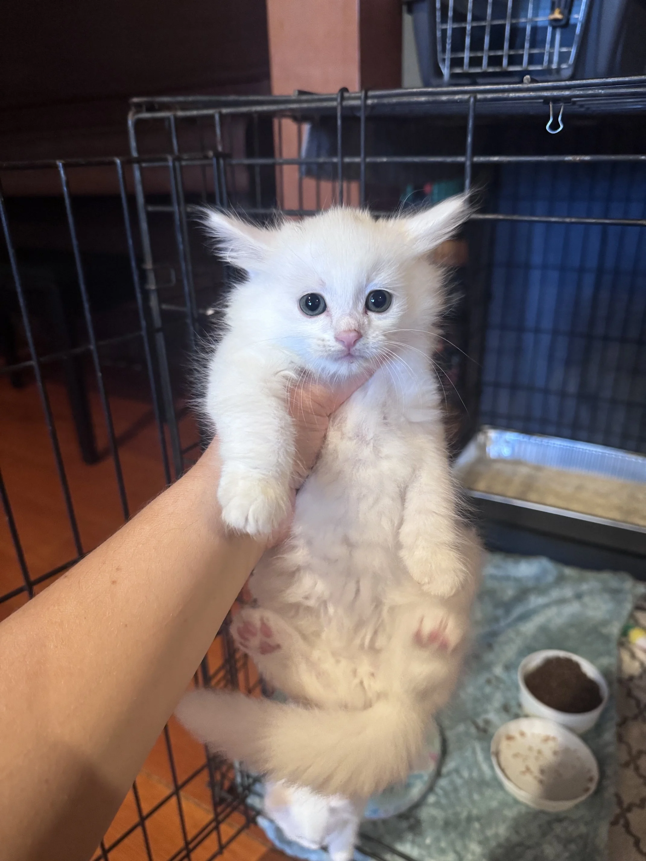 Wisp (M) - Longhair White - Est DOB 7/9/26 - In Foster - Ready September 17th - Deaf/will need indoor only home