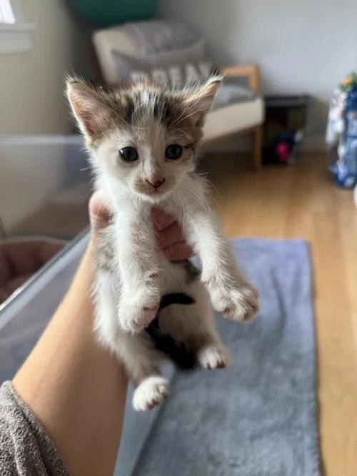 (F) - 4 Week Old Shorthair White & Tabby - In Foster