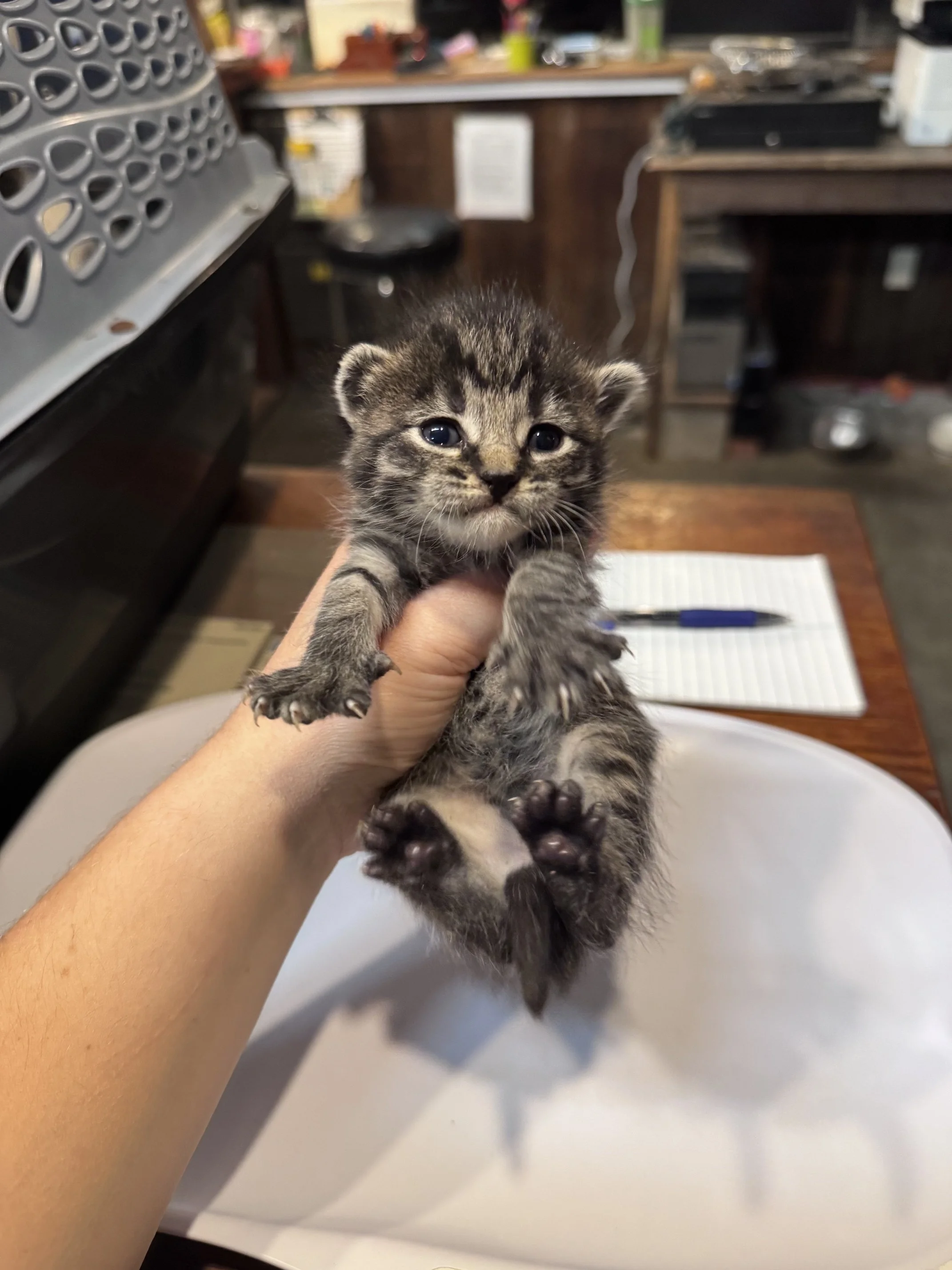 Redwood (M) - Brown Tabby - Est DOB 9/16/26 - In Foster