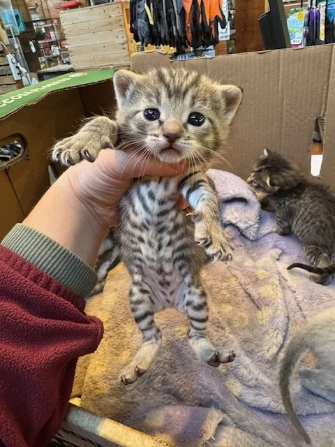 Bartola's Kitten #2 - (F) - Shorthair Brown Tabby - DOB 3/18/26 - Available end of May