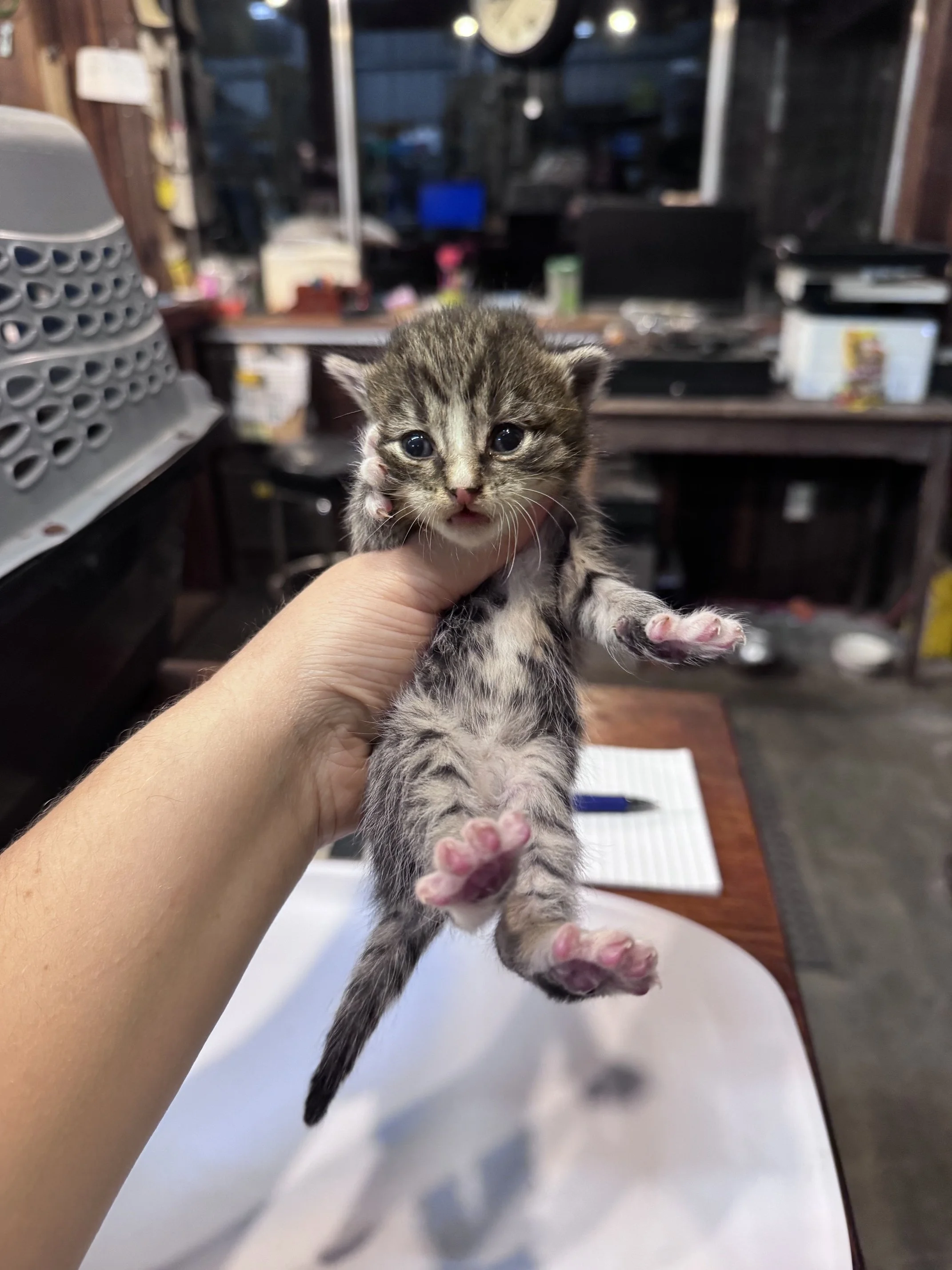 Cedar (F) - Brown Tabby & White - Est DOB 9/16/26 - In Foster
