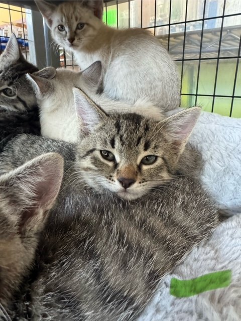 Moe (M) - Green Collar - Bartola's Kitten #7 - Shorthair Brown Tabby - DOB 3/18/26 - At DogGonit in Cloverdale - Available NOW