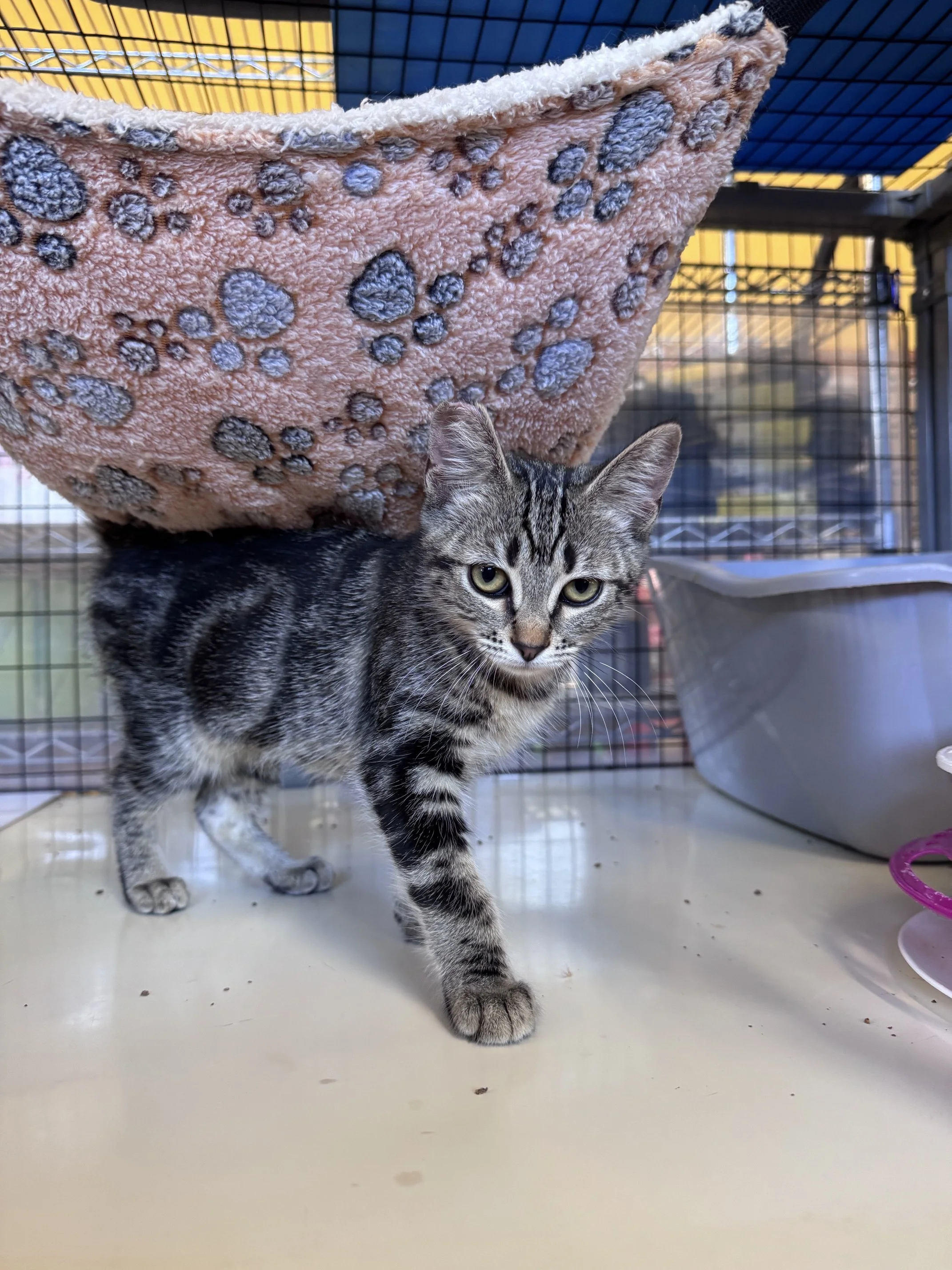 Aurora (F) - Shorthair Brown Tabby - Est DOB 4/25/26 - At the Anderson Valley Farm Supply - Available NOW