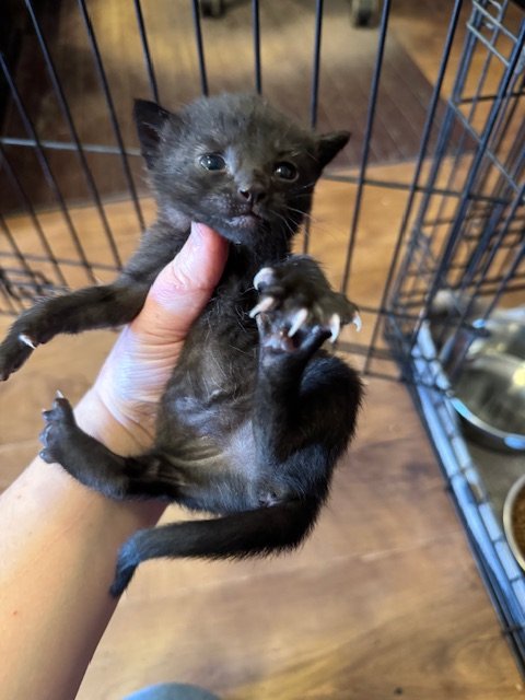Matches Kitten #4 (M) - Shorthair Black - DOB 4/25/26 - In Foster - Availability N/A