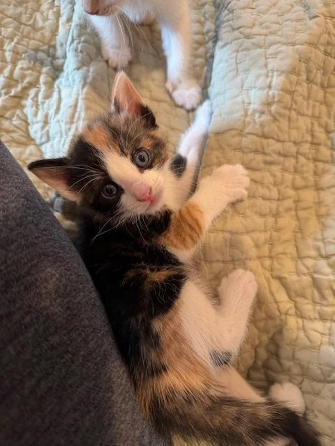 Runa (F) - Callie's Kitten #4 - Shorthair Calico - DOB 3/3/26 - In Foster - Available May 9th