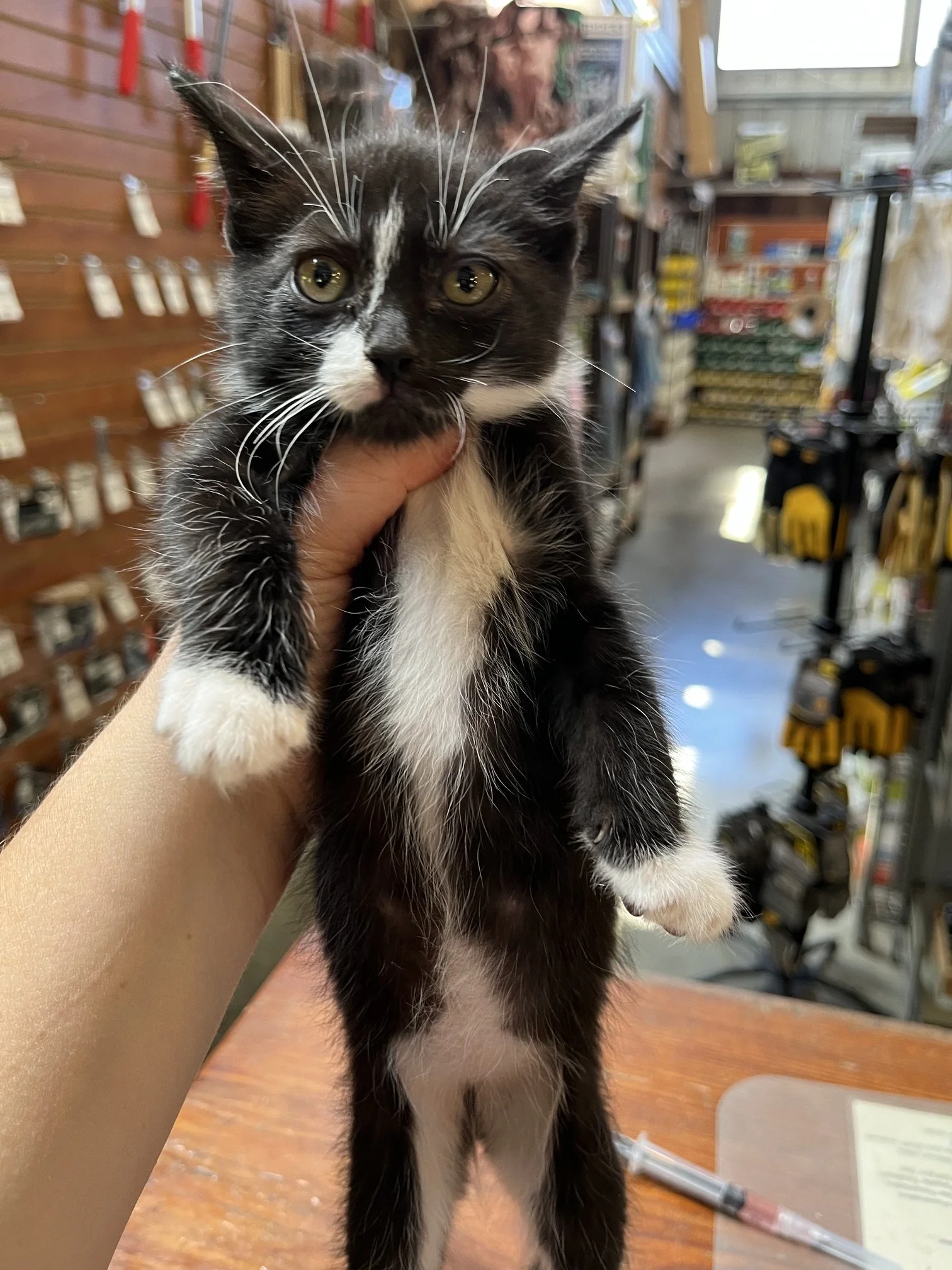 Taffy (F) - Shorthair Tuxedo - Est DOB 5/28/26 - In Foster - Ready August 13th