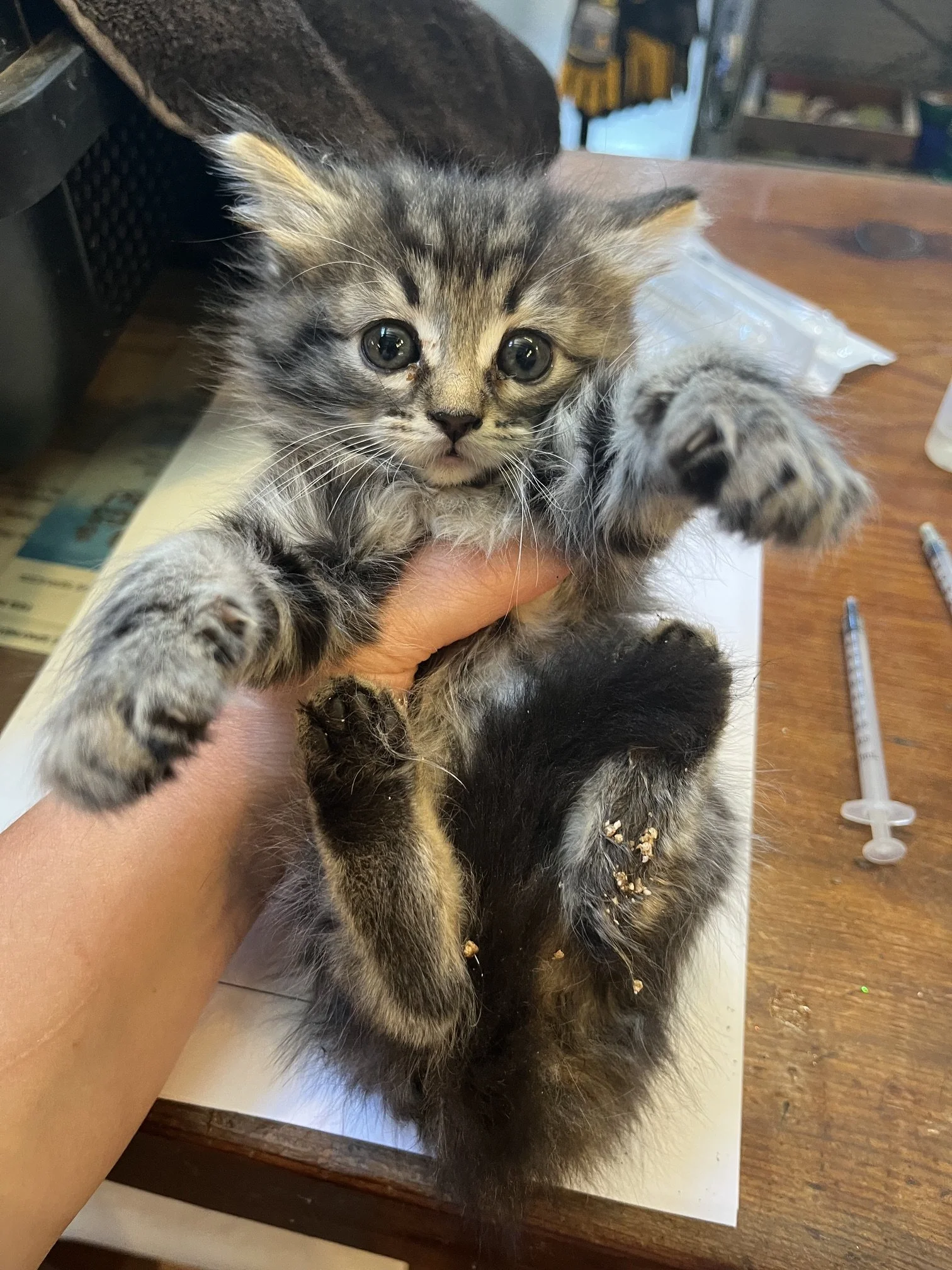 Sissy (F) - Longhair Brown Tabby - Est DOB 5/19/26 - In Foster - Ready July 31st
