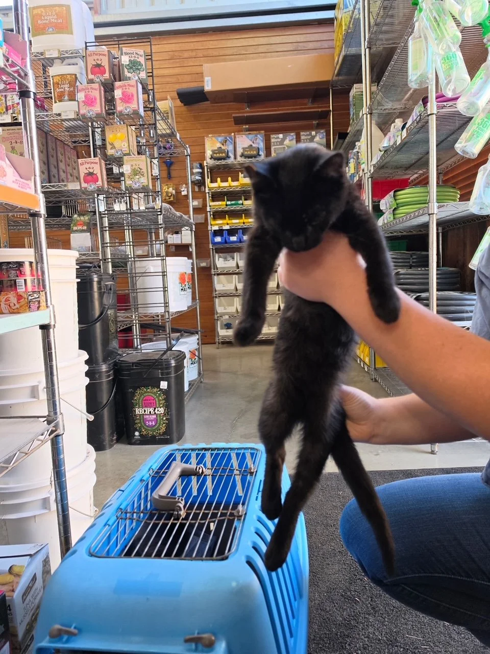 Laurel (M) - Shorthair Black - Est DOB 6/1/26 - In Foster