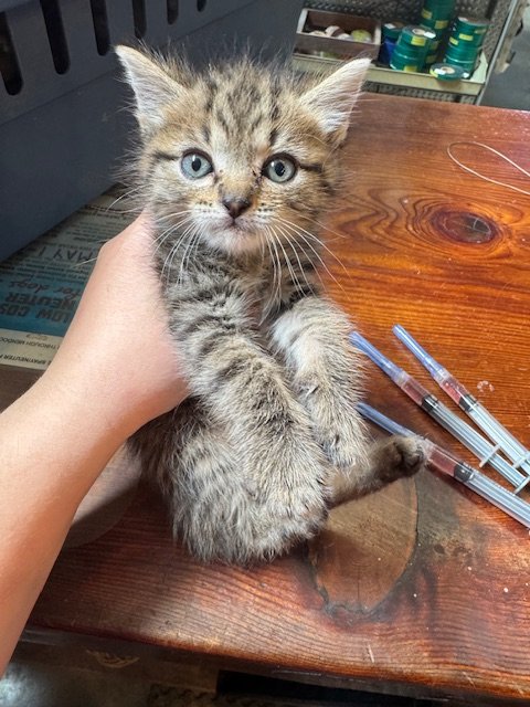 Jay (M) - Tabby Town Litter #1 - Brown Tabby - Est DOB 4/15/26 - In Foster - Tentatively Available June 25th