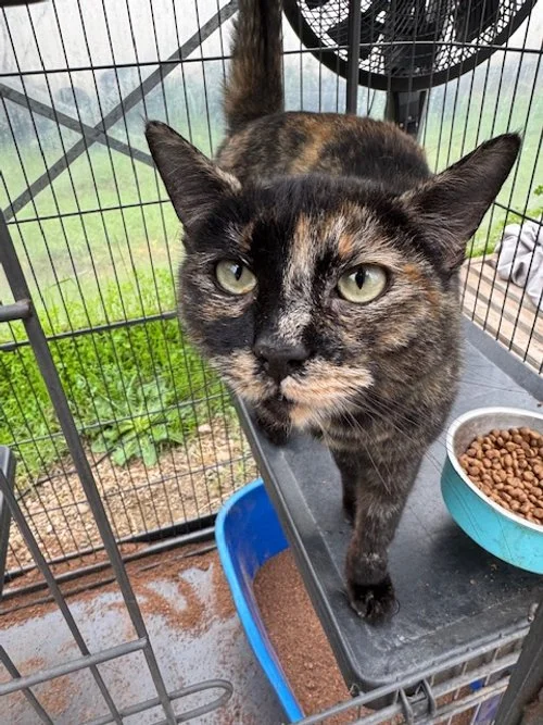 Tilly (F) - 1 Year Old Shorthair Tortie - At the Anderson Valley Farm Supply - Available January 29th