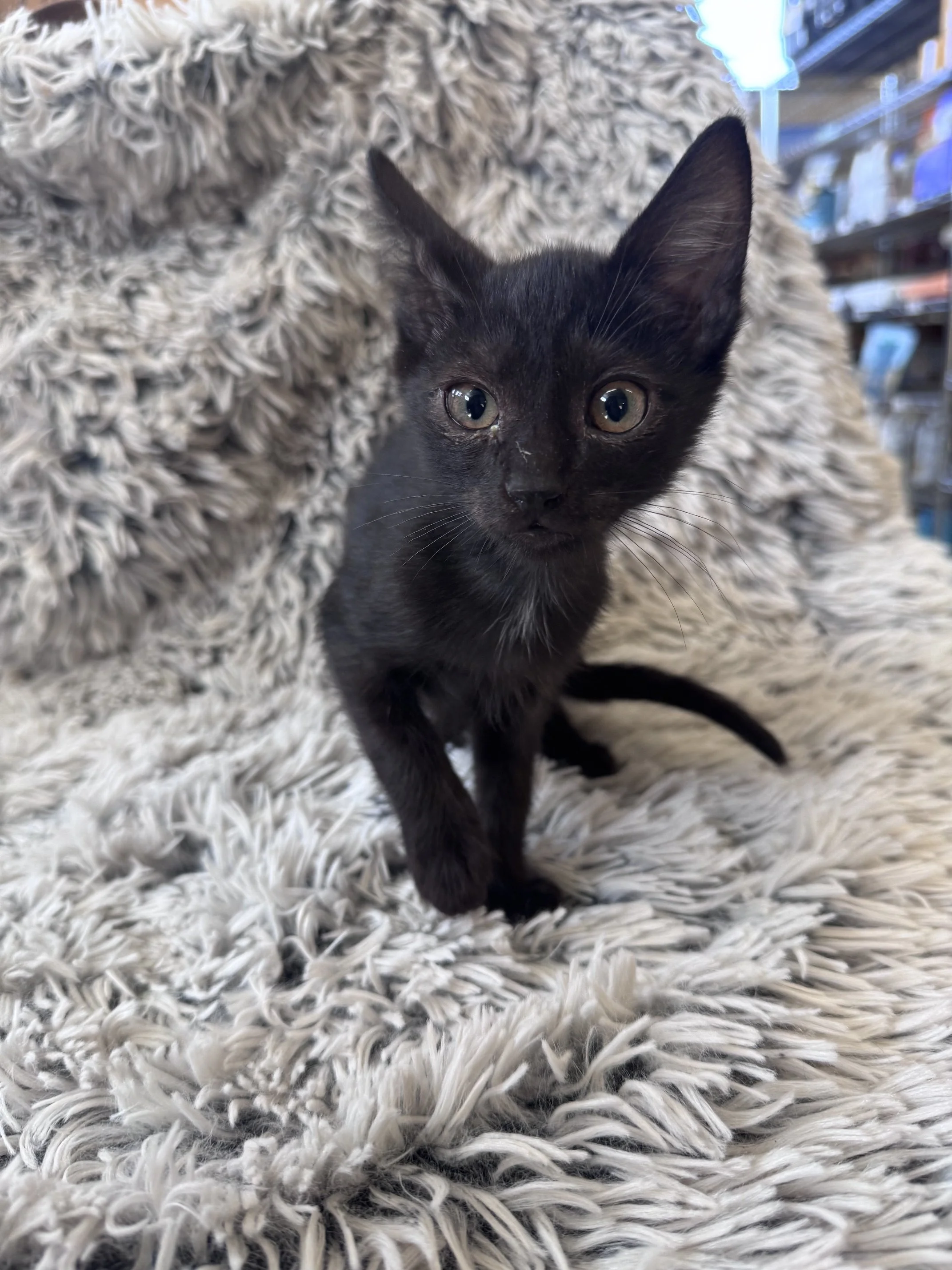 Zoomie (M) - Shorthair Black - Est DOB 5/6/26 - At the Anderson Valley Farm Supply - Available NOW