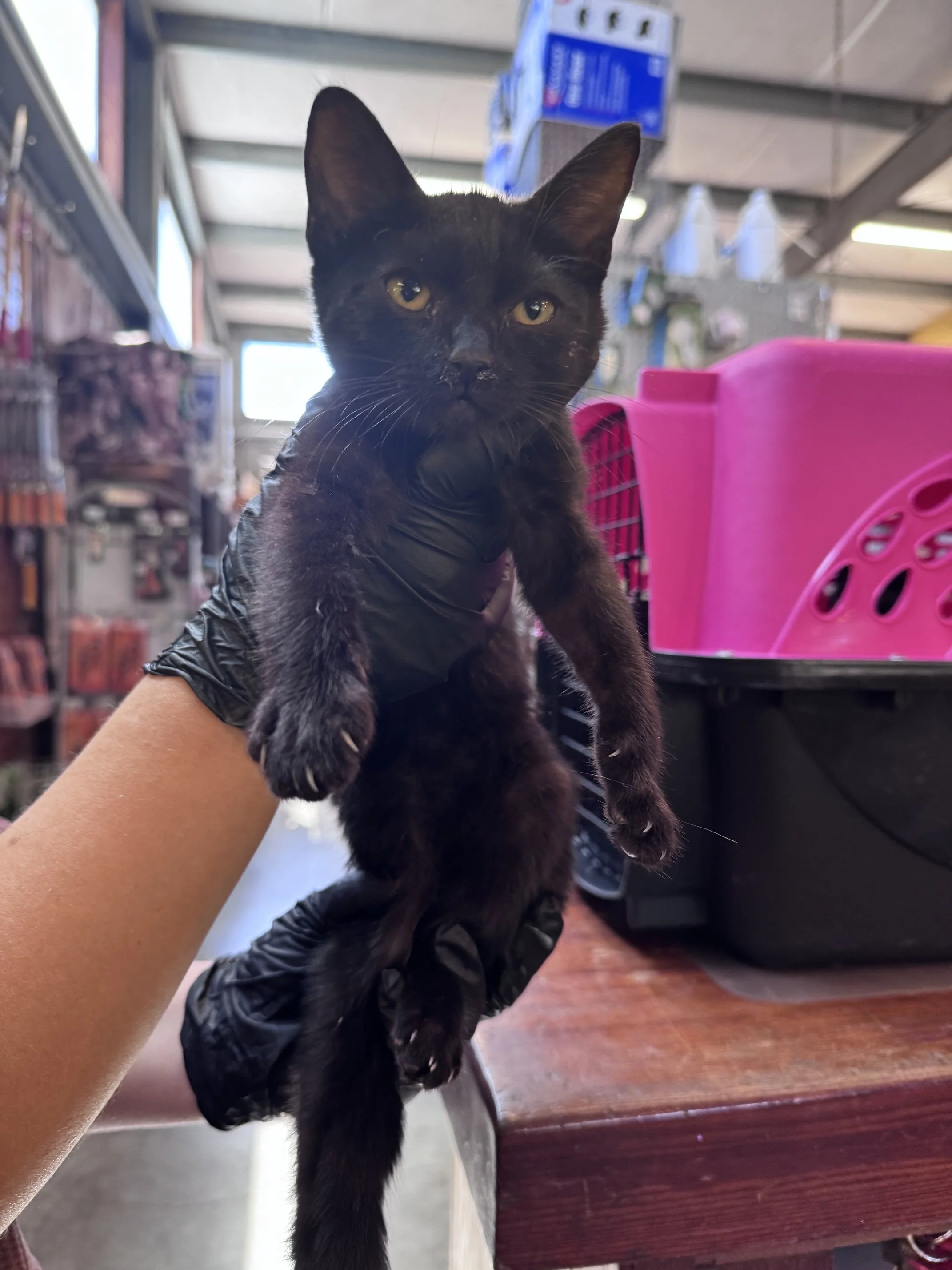 Rays #2 (F) - Shorthair Black - Est DOB 7/20/26 - In Foster