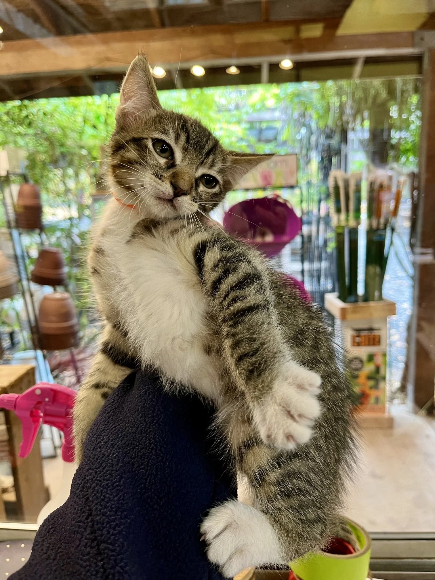 (Orange Collar) - (M) - Shorthair Brown Tabby w/ White - DOB 7/3/26 - At the Anderson Valley Farm Supply - Ready September 17th