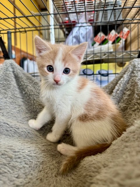 **PRE-ADOPTED**SKY'S LITTER** Storm (M) - 9 Week Old Buff Orange & White - At the Anderson Valley Farm Supply
