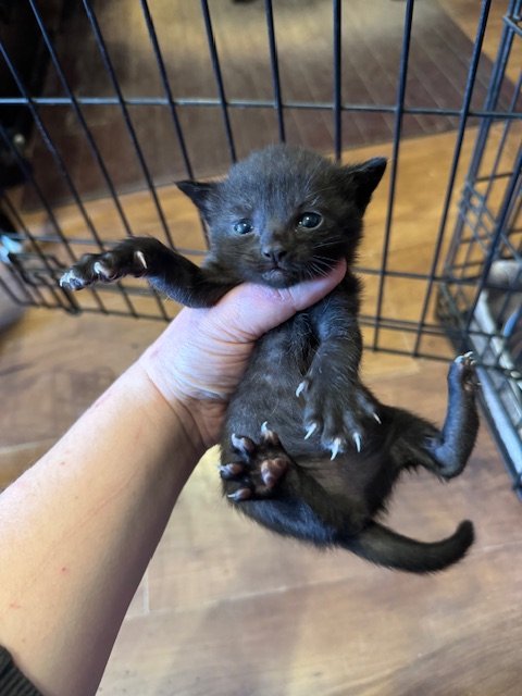 Matches Kitten #2 (F) - Shorthair Black - DOB 4/25/26 - In Foster - Availability N/A