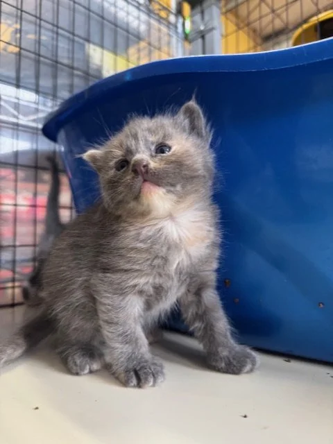 Iris (F) - Sunflower's Kitten #2 - Shorthair Dilute Tortie - EST DOB 3/2/26 - At the Anderson Valley Farm Supply - Available May 9th