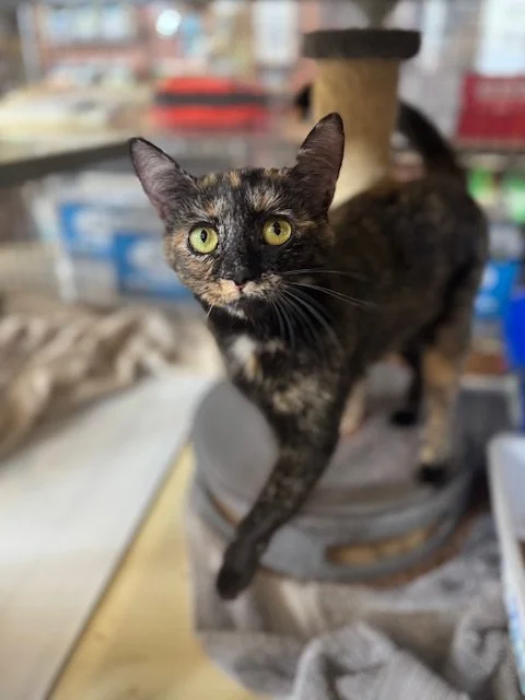 Kate (F) - 1 Year Old Shorthair Tortie - At the Anderson Valley Farm Supply - Available NOW