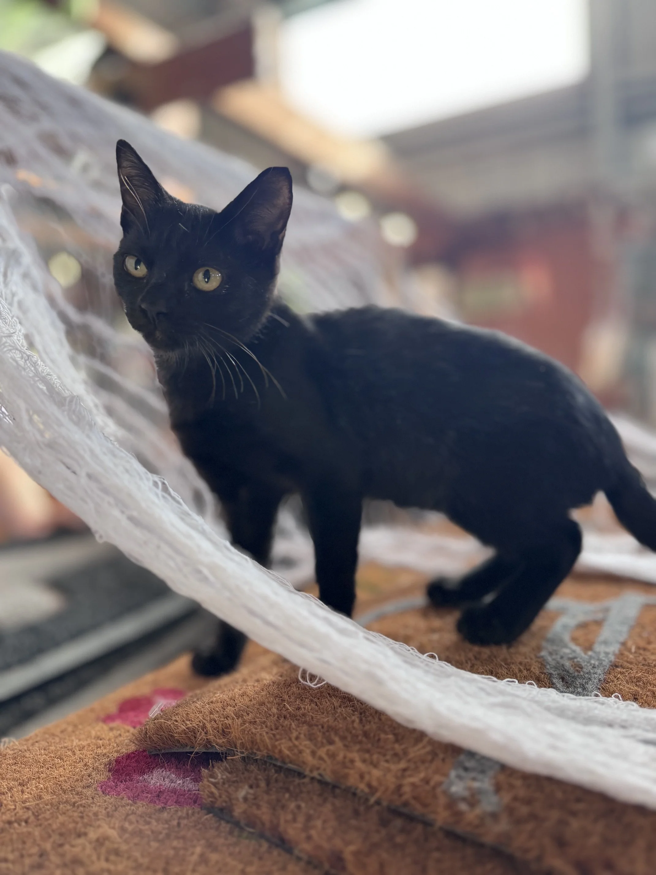 Balthazar (M) - Shorthair Black - Est DOB 7/20/26  - At the Anderson Valley Farm Supply - Available NOW