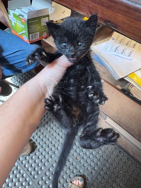 Tree #2 - (M) - Shorthair Black - Est DOB 4/21/26 - In Foster - Availability N/A