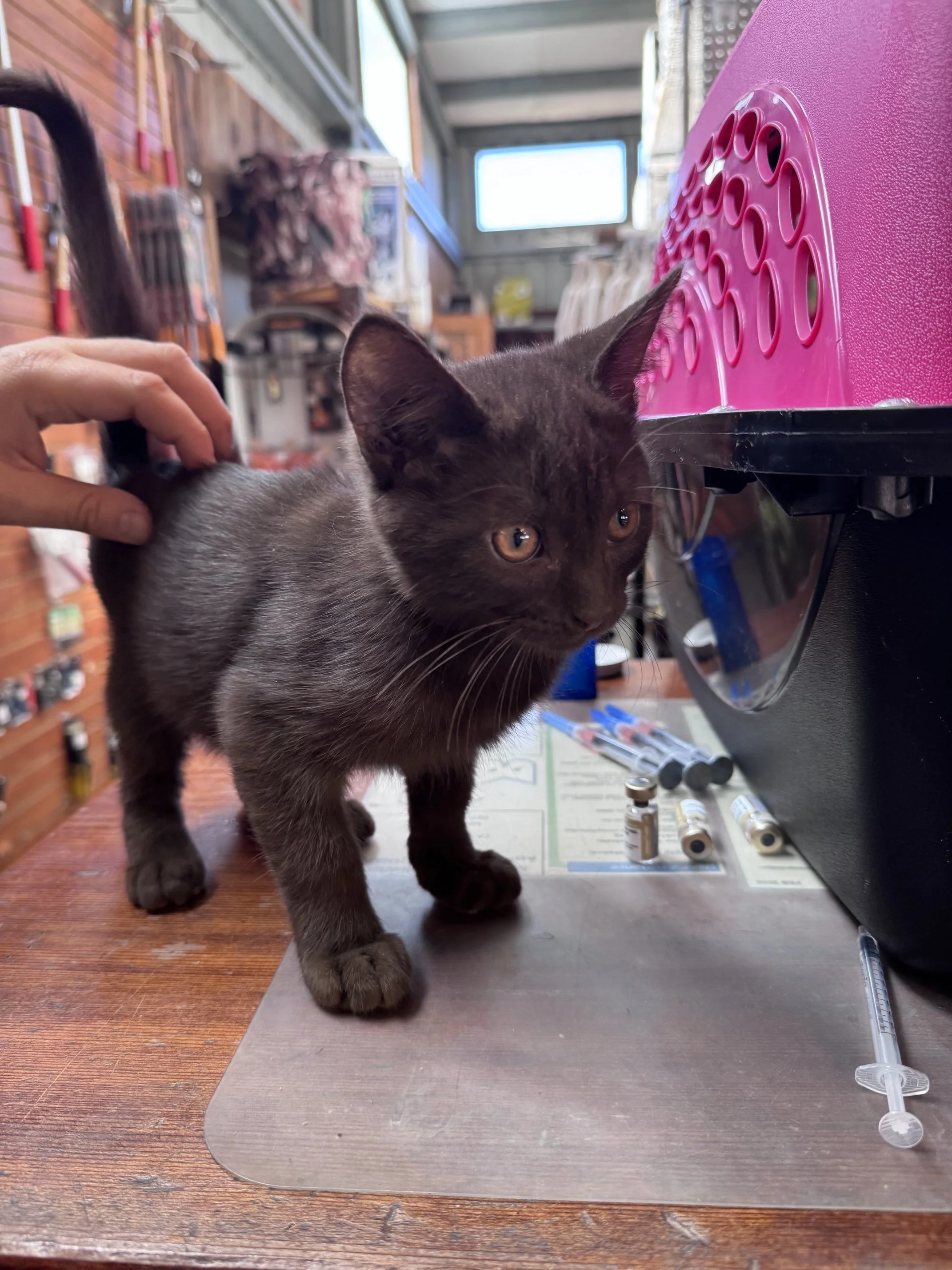 Fish Rock #2 (M) - Shorthair Chocolate - Est DOB 7/23/26 - In Foster - Available October 15th