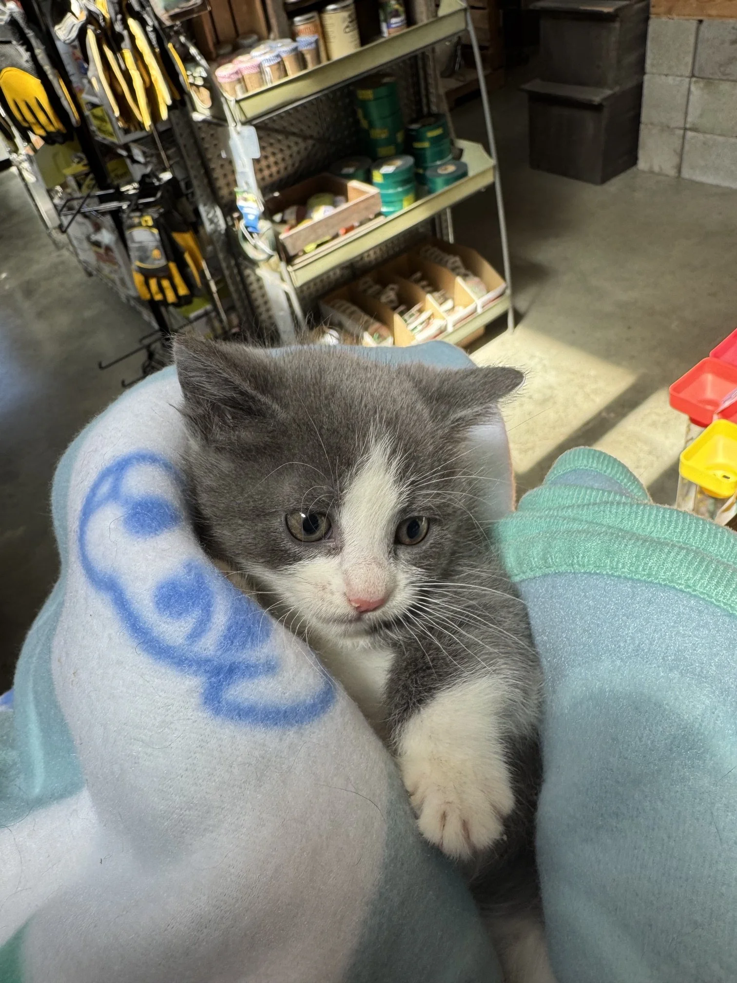 Boots (F) - Misty's Litter #3 - Shorthair Grey & White - DOB 5/6/26 - In Foster - Ready July 31st