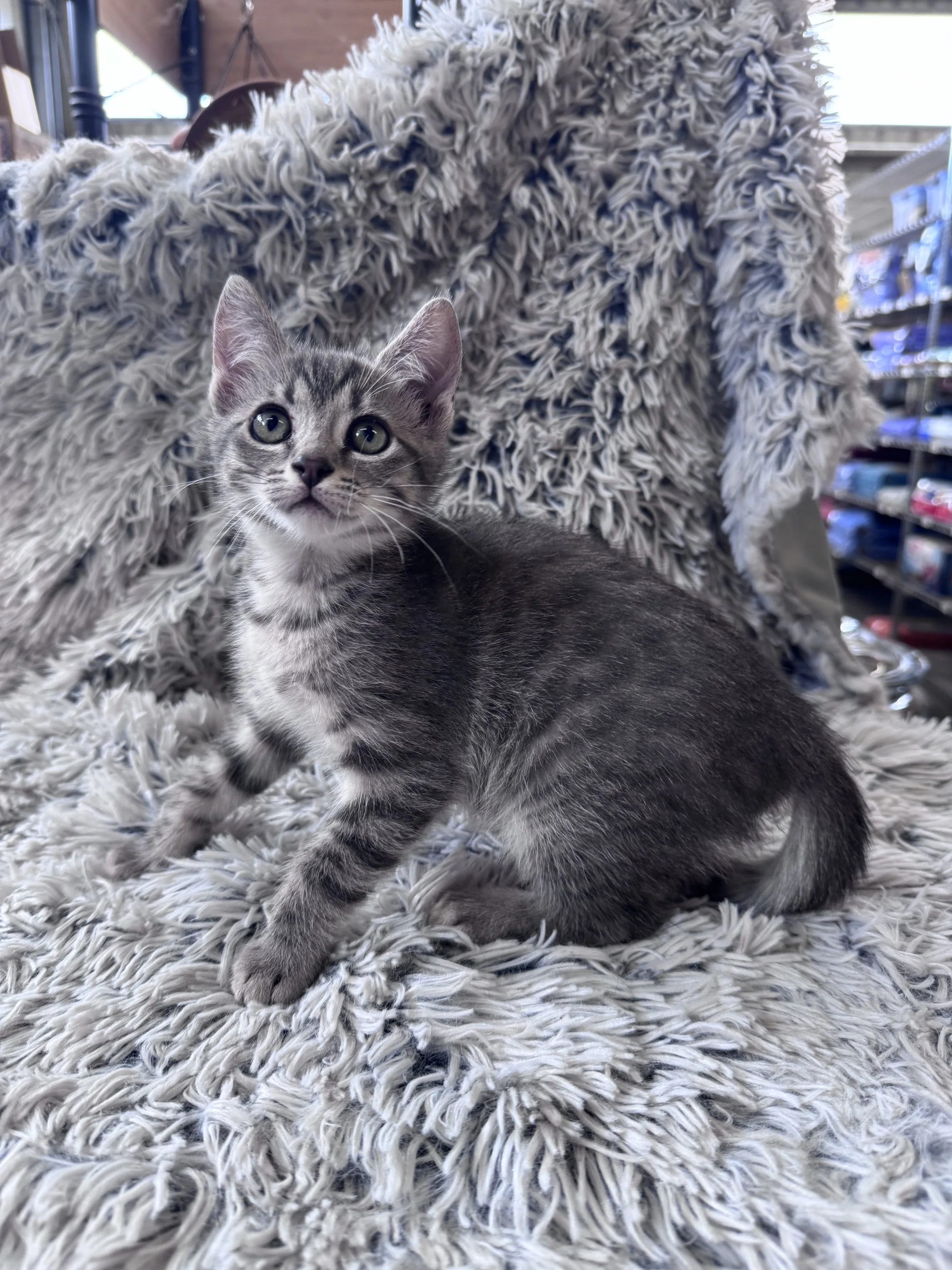 Sage (F) - Shorthair Grey Tabby - Est DOB 5/21/26 - At the Anderson Valley Farm Supply - Ready July 31st
