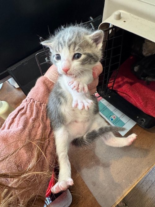 **YARROW'S LITTER** (M) - 4 Week Old Grey & White Tabby - In Foster - Available beginning of June