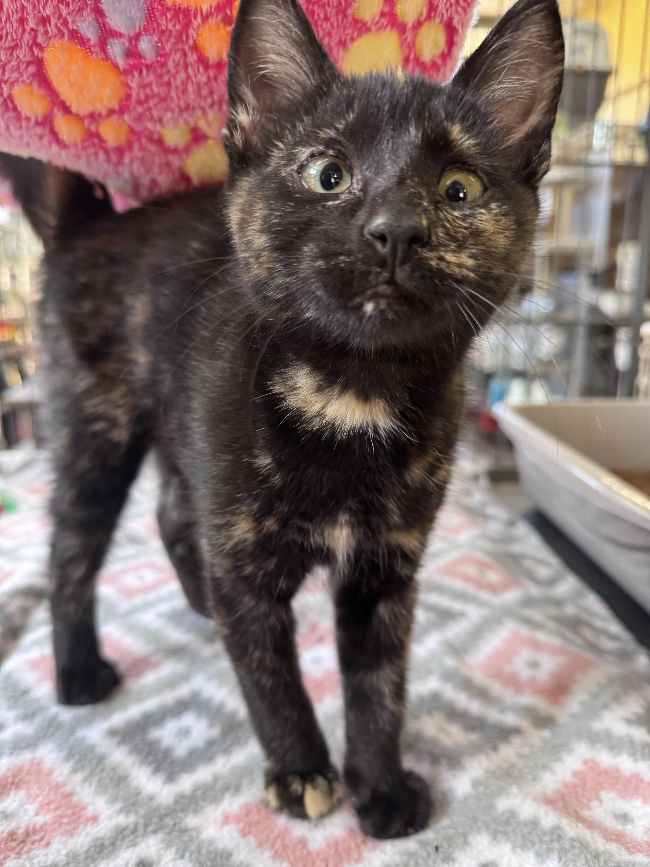 Spam Can (F) - Shorthair Tortie - Est. DOB 4/16/26 - At DogGonit in Cloverdale - Available NOW (Indoor Home)