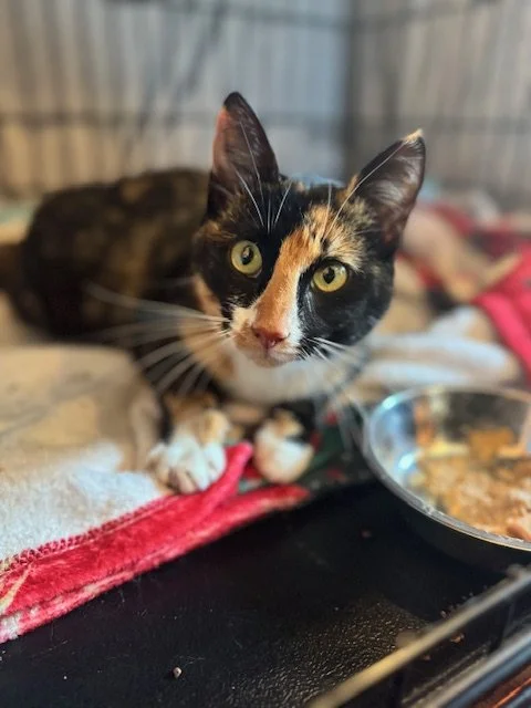 Callie (F) - 3 Year Old Shorthair Calico - In Foster - Available after April 27th to a patient & quiet home - no children - cats ok