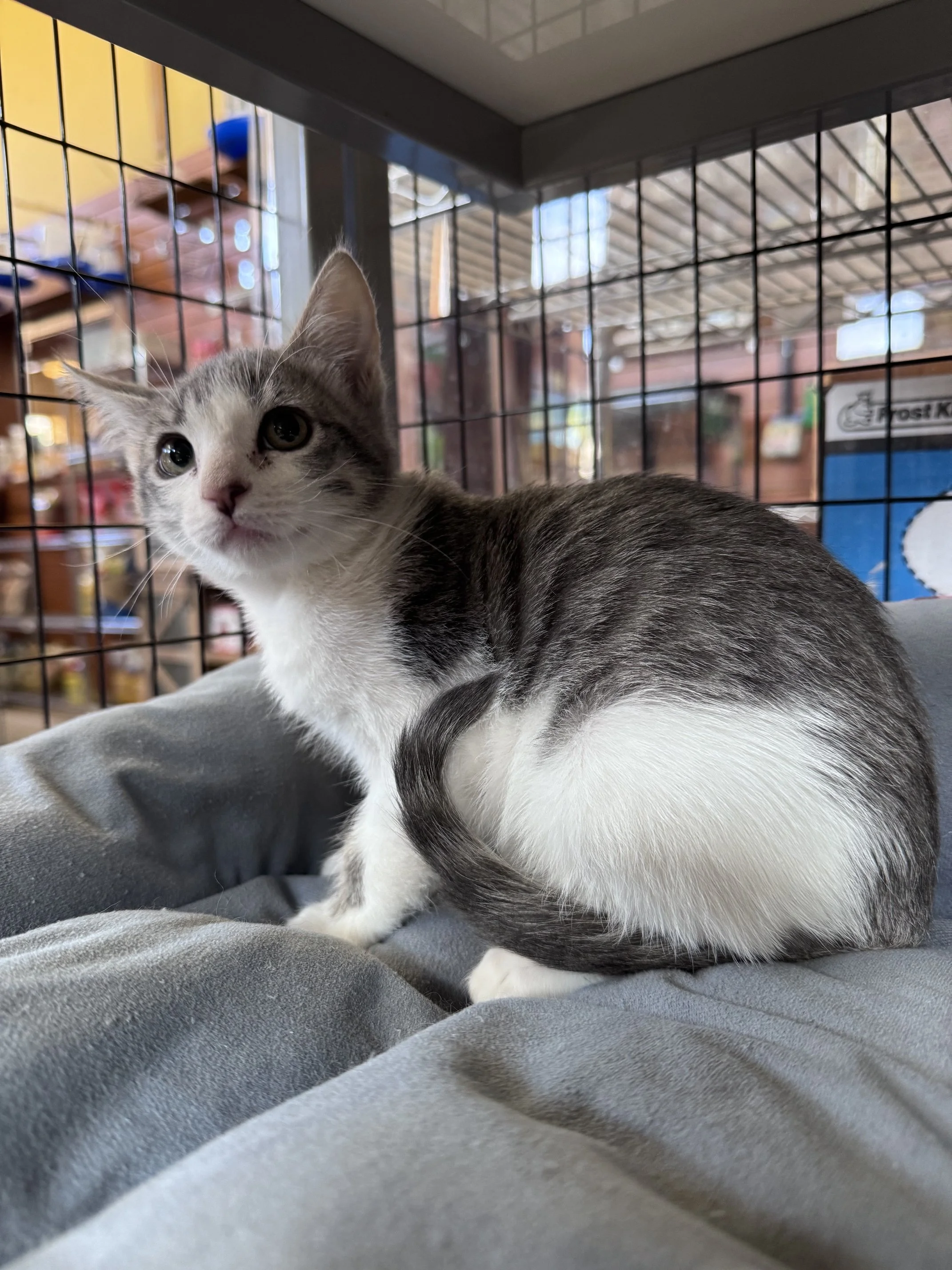 Pollito (M) - Shorthair Grey Tabby & White - Est DOB 4/30/26 - At DogGonit in Cloverdale - Available NOW