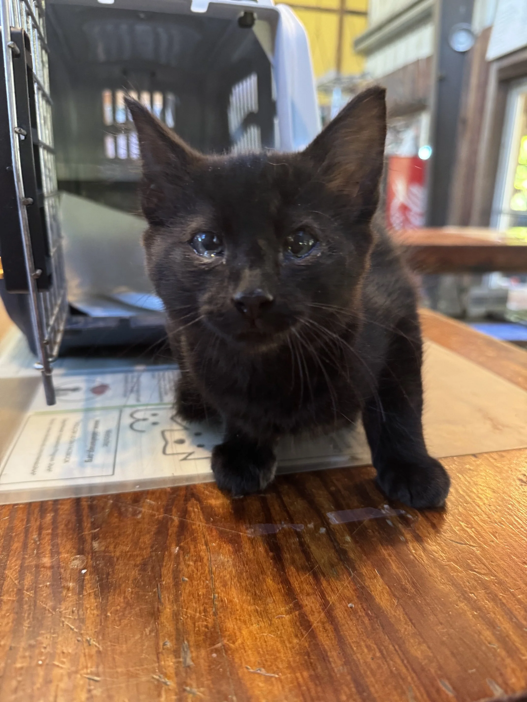 Sardine Tin (M) - Mediumhair Black - Est. DOB 4/16/26 - In Foster