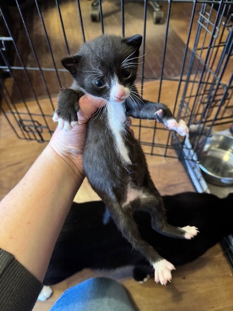 Matches Kitten #3 (M) - Shorthair Tuxedo - DOB 4/25/26 - In Foster - Availability N/A