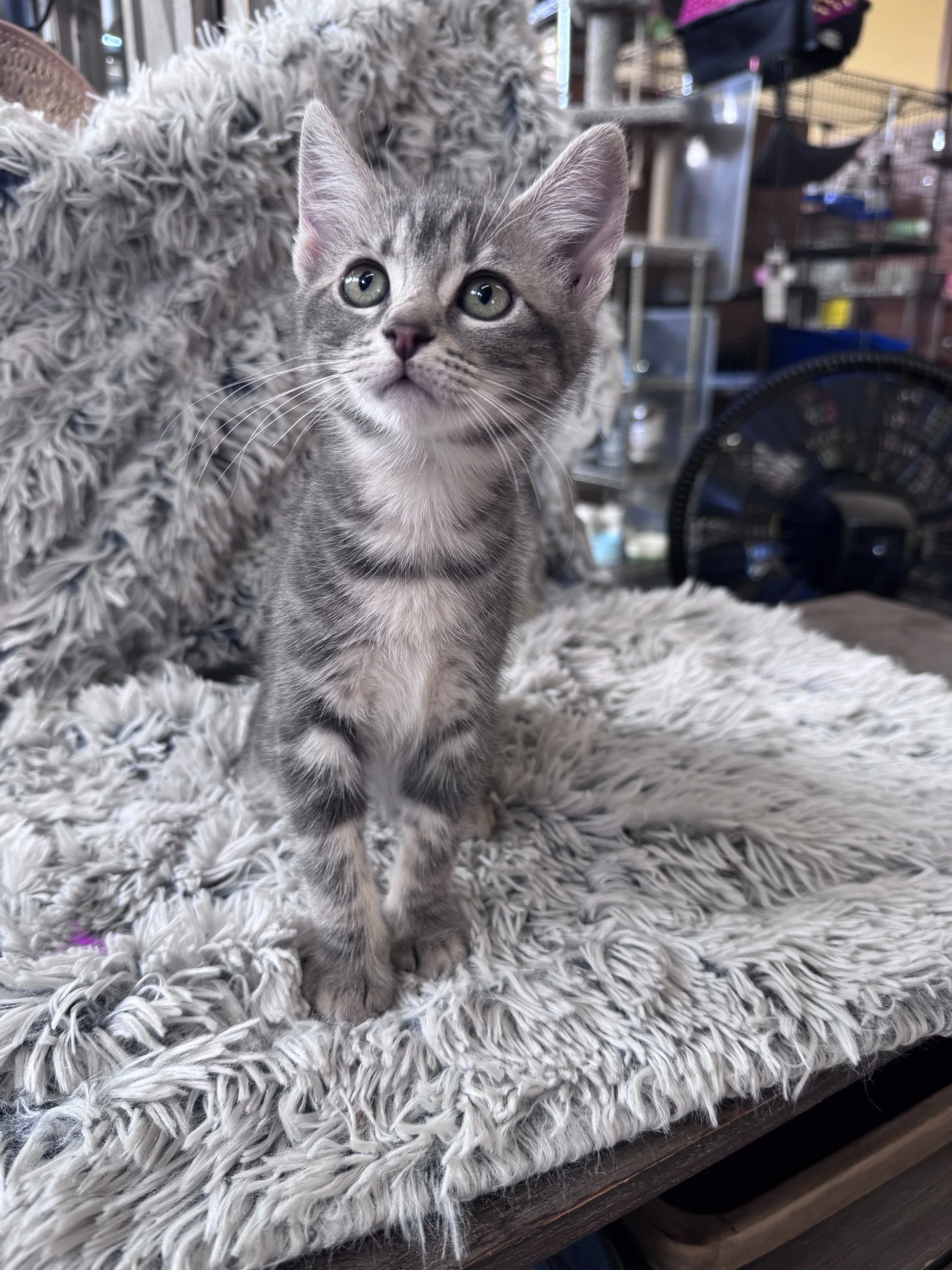 **Adoption Pending** Basil (F) - Shorthair Grey Tabby - Est DOB 5/21/26 - At the Anderson Valley Farm Supply