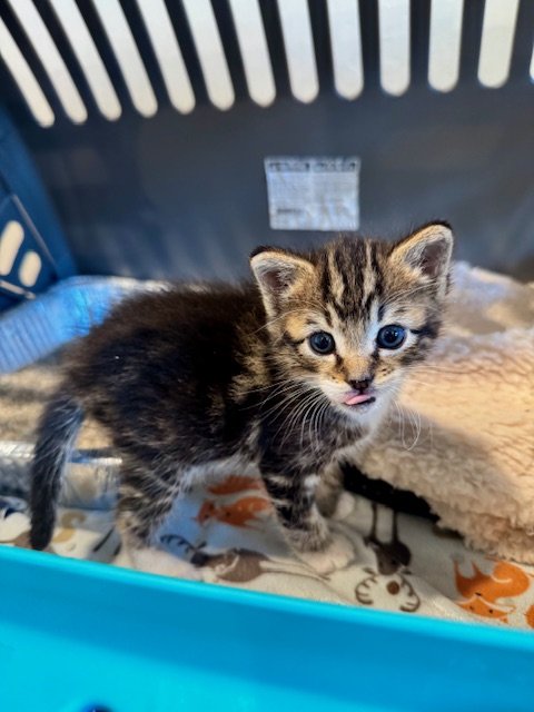 **PAIR** (M) - 5 Week Old Brown Tabby w/ White - In Foster - Available in June