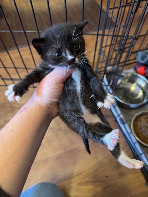 Matches Kitten #1 (M) - Shorthair Tuxedo - DOB 4/25/26 - In Foster - Availability N/A