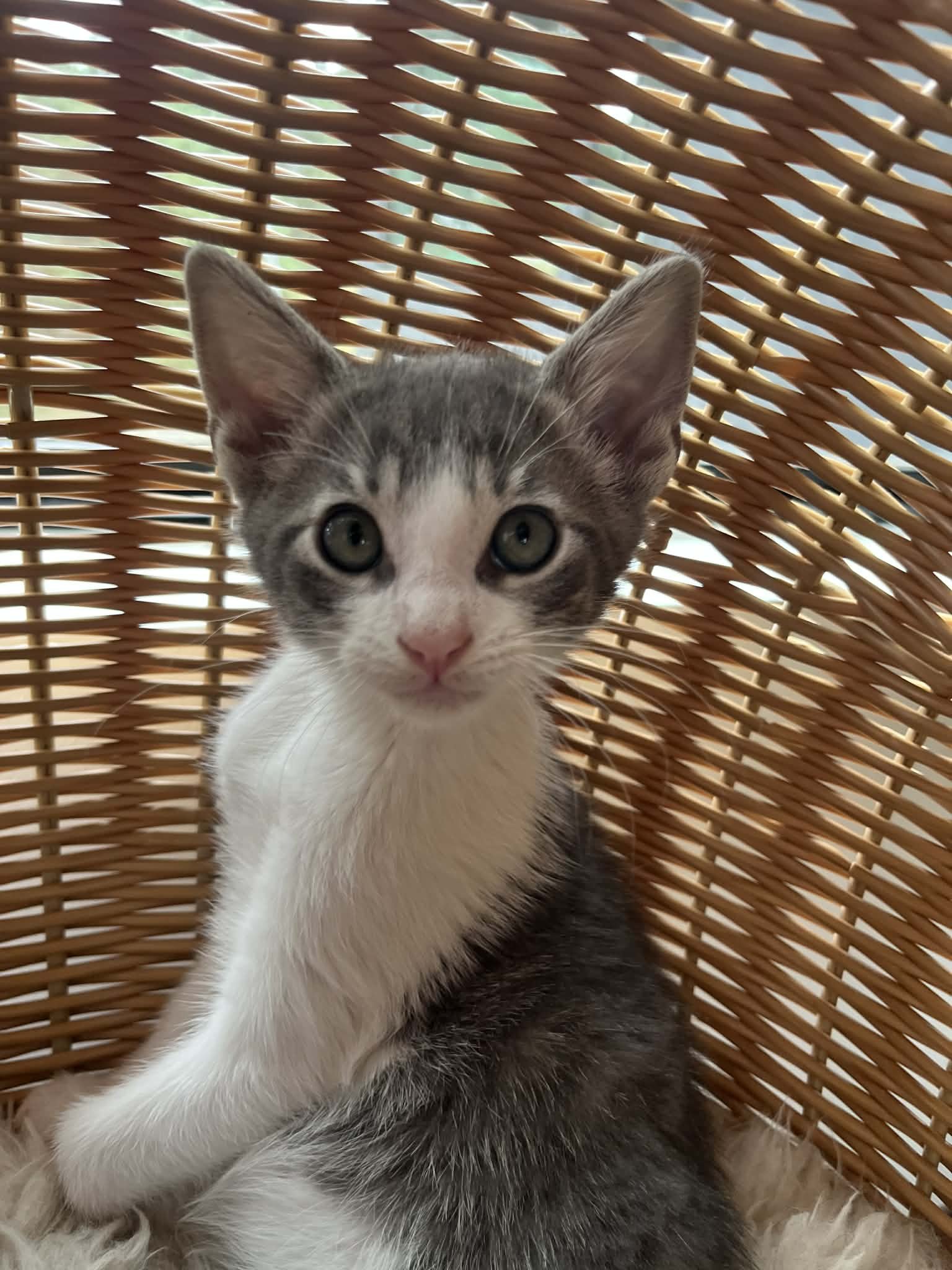Radar (M) - Greys #1 - Shorthair Grey & White - Est DOB 4/21/26 - At the Anderson Valley Farm Supply - Available NOW