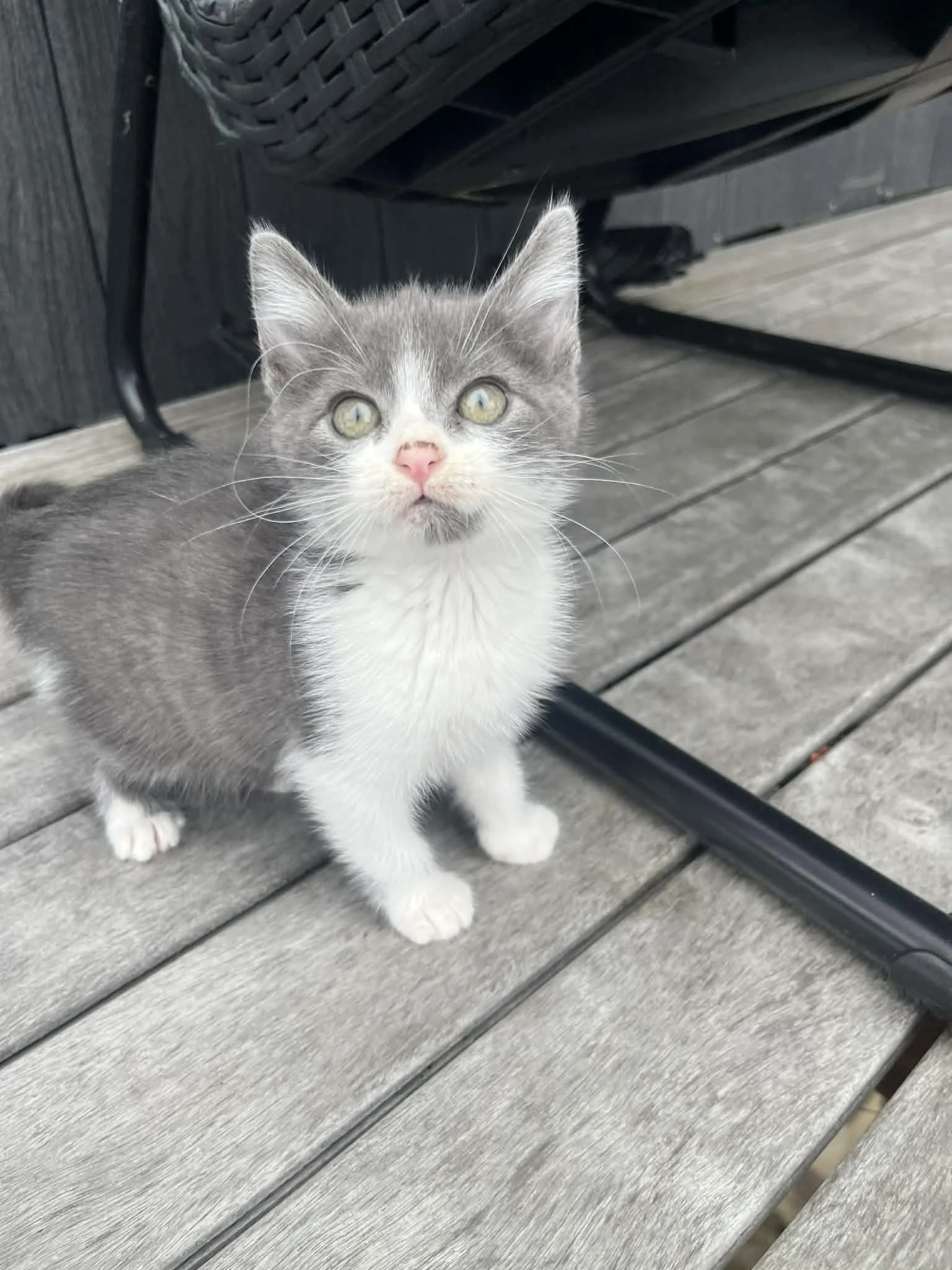 Sweet Pea (F) - Greys #3 - Shorthair Grey & White - Est DOB 4/21/26 - At the Anderson Valley Farm Supply - Available NOW