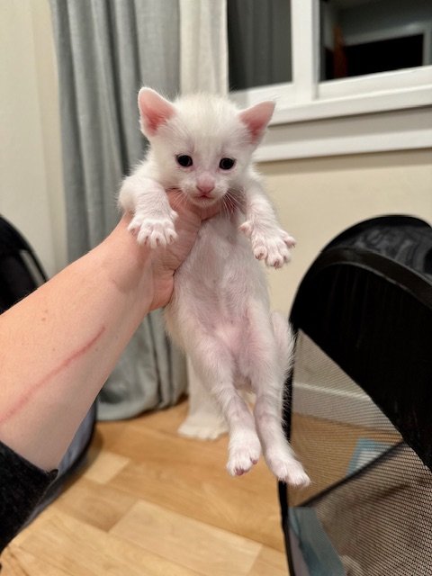 **DRESSER LITTER** (M) - 4 Week Old White w/ Buff - In Foster