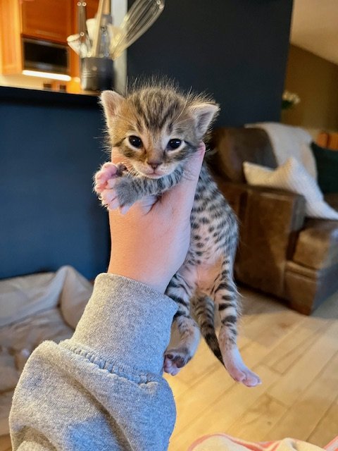 **SALTY'S LITTER** Coral (F) - 3 Week Old Brown Tabby w/ White - In Foster